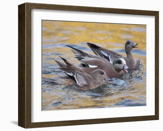 American Wigeons Courting, Bosque Del Apache National Wildlife Reserve, New Mexico, USA-Arthur Morris-Framed Photographic Print