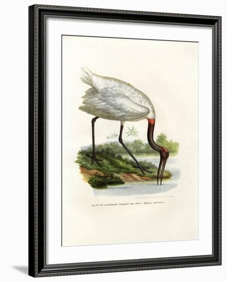 American Wood Ibis, 1864-null-Framed Giclee Print