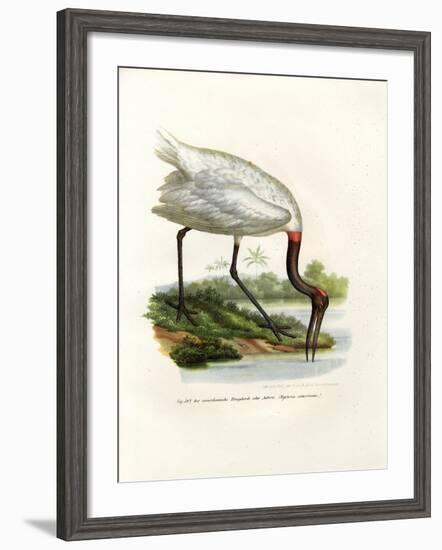 American Wood Ibis, 1864-null-Framed Giclee Print