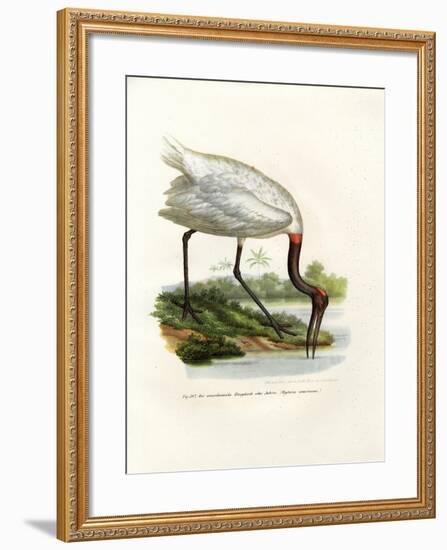 American Wood Ibis, 1864-null-Framed Giclee Print