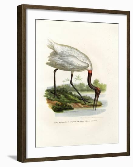 American Wood Ibis, 1864-null-Framed Giclee Print