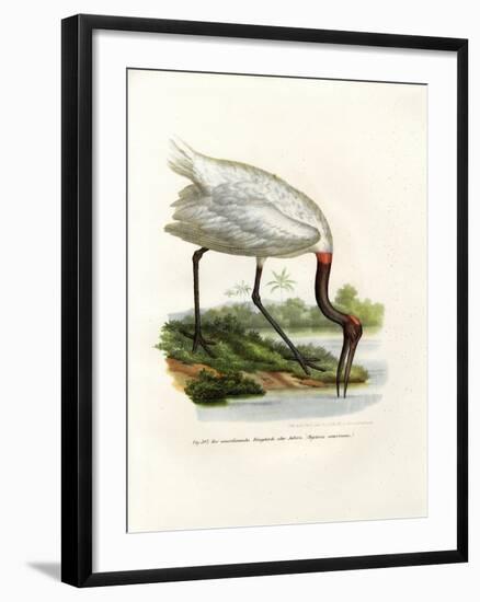 American Wood Ibis, 1864-null-Framed Giclee Print