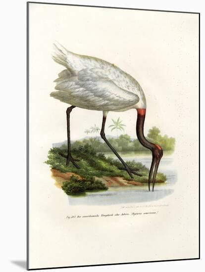 American Wood Ibis, 1864-null-Mounted Giclee Print
