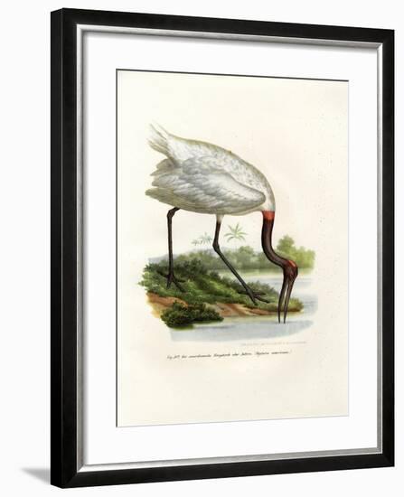 American Wood Ibis, 1864-null-Framed Giclee Print