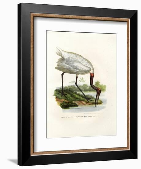 American Wood Ibis, 1864-null-Framed Giclee Print