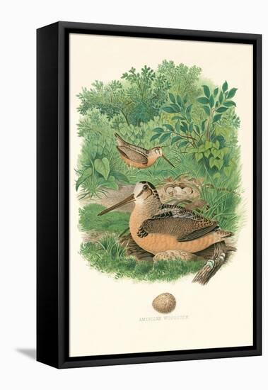 American Woodcock Nest and Eggs-null-Framed Stretched Canvas