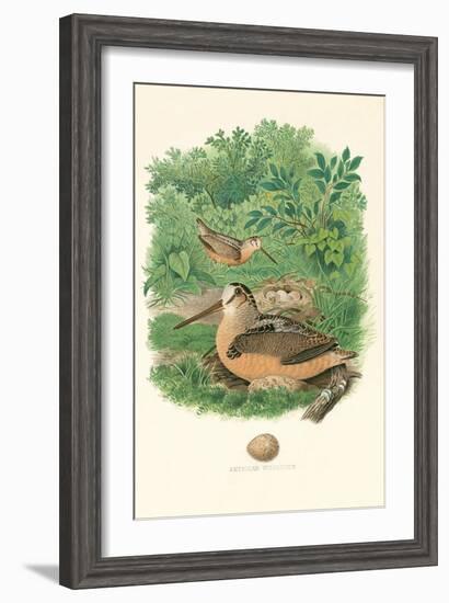 American Woodcock Nest and Eggs-null-Framed Art Print