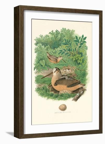 American Woodcock Nest and Eggs-null-Framed Art Print