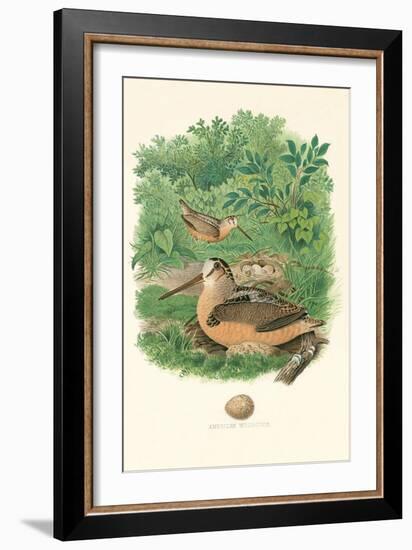 American Woodcock Nest and Eggs-null-Framed Art Print