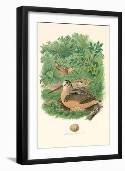 American Woodcock Nest and Eggs-null-Framed Art Print