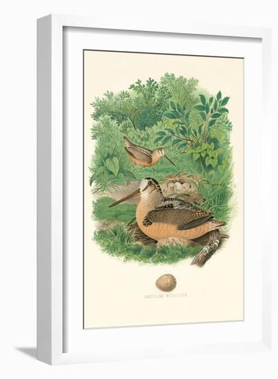 American Woodcock Nest and Eggs-null-Framed Art Print