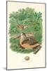 American Woodcock Nest and Eggs-null-Mounted Art Print