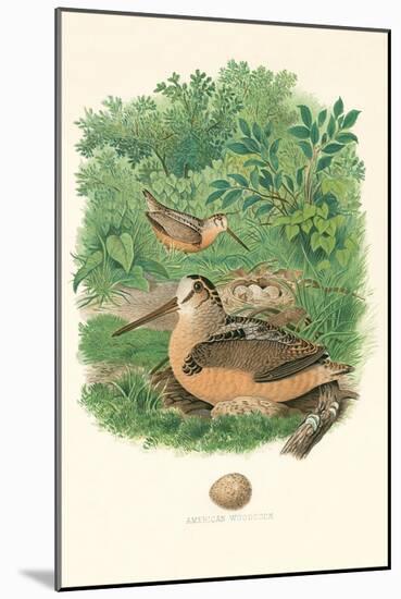 American Woodcock Nest and Eggs-null-Mounted Art Print