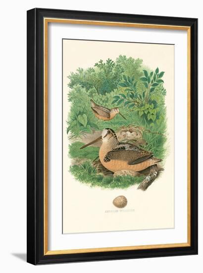 American Woodcock Nest and Eggs-null-Framed Art Print