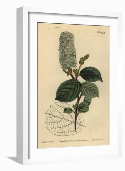 American Wych Hazel, Fothergilla Gardenii (Broad-Leaved Fothergilla, Fothergilla Alnifolia Major)-Sydenham Teast Edwards-Framed Giclee Print