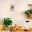 American Wych Hazel, Fothergilla Gardenii (Broad-Leaved Fothergilla, Fothergilla Alnifolia Major)-Sydenham Teast Edwards-Mounted Giclee Print displayed on a wall