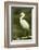 Americas. Egretta Thula, Snowy Egret Juvenile , Tropical Forest-David Slater-Framed Photographic Print