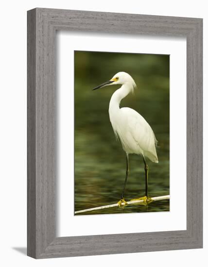 Americas. Egretta Thula, Snowy Egret Juvenile , Tropical Forest-David Slater-Framed Photographic Print