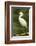 Americas. Egretta Thula, Snowy Egret Juvenile , Tropical Forest-David Slater-Framed Photographic Print