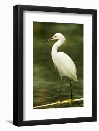 Americas. Egretta Thula, Snowy Egret Juvenile , Tropical Forest-David Slater-Framed Photographic Print