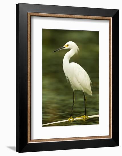 Americas. Egretta Thula, Snowy Egret Juvenile , Tropical Forest-David Slater-Framed Photographic Print