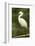 Americas. Egretta Thula, Snowy Egret Juvenile , Tropical Forest-David Slater-Framed Photographic Print