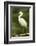 Americas. Egretta Thula, Snowy Egret Juvenile , Tropical Forest-David Slater-Framed Photographic Print