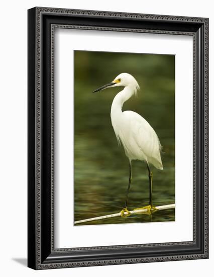 Americas. Egretta Thula, Snowy Egret Juvenile , Tropical Forest-David Slater-Framed Photographic Print