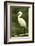 Americas. Egretta Thula, Snowy Egret Juvenile , Tropical Forest-David Slater-Framed Photographic Print