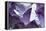 Amethyst Crystals-Lawrence Lawry-Framed Premier Image Canvas