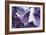 Amethyst Crystals-Lawrence Lawry-Framed Photographic Print