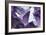 Amethyst Crystals-Lawrence Lawry-Framed Photographic Print