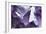 Amethyst Crystals-Lawrence Lawry-Framed Photographic Print