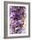 Amethyst Crystals-Mark Sykes-Framed Photographic Print