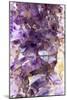 Amethyst Crystals-Mark Sykes-Mounted Photographic Print