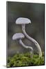 Amethyst deceiver toadstools growing up from mossy log, Buckinghamshire, England, UK-Andy Sands-Mounted Photographic Print