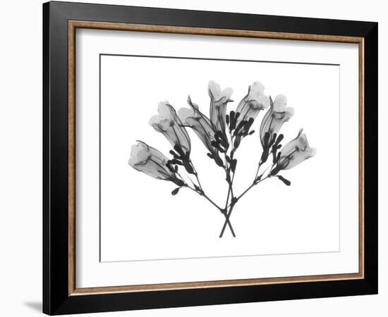 Amethyst Vine-Albert Koetsier-Framed Art Print