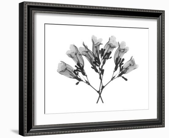 Amethyst Vine-Albert Koetsier-Framed Art Print