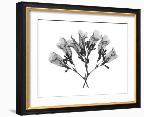 Amethyst Vine-Albert Koetsier-Framed Art Print