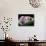 Amethyst-Walter Geiersperger-Photographic Print displayed on a wall