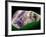 Amethyst-Walter Geiersperger-Framed Photographic Print