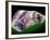 Amethyst-Walter Geiersperger-Framed Photographic Print