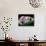 Amethyst-Walter Geiersperger-Mounted Photographic Print displayed on a wall