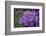 Amethyst-Viviane Fedieu Daniel-Framed Photographic Print