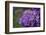 Amethyst-Viviane Fedieu Daniel-Framed Photographic Print