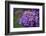 Amethyst-Viviane Fedieu Daniel-Framed Photographic Print