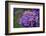 Amethyst-Viviane Fedieu Daniel-Framed Photographic Print