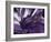 Amethyst-Barbara Keith-Framed Giclee Print