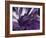 Amethyst-Barbara Keith-Framed Giclee Print