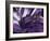 Amethyst-Barbara Keith-Framed Giclee Print